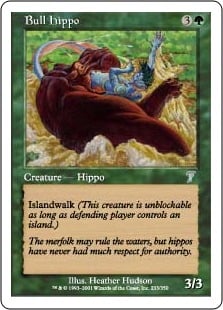 Hippopotame mâle